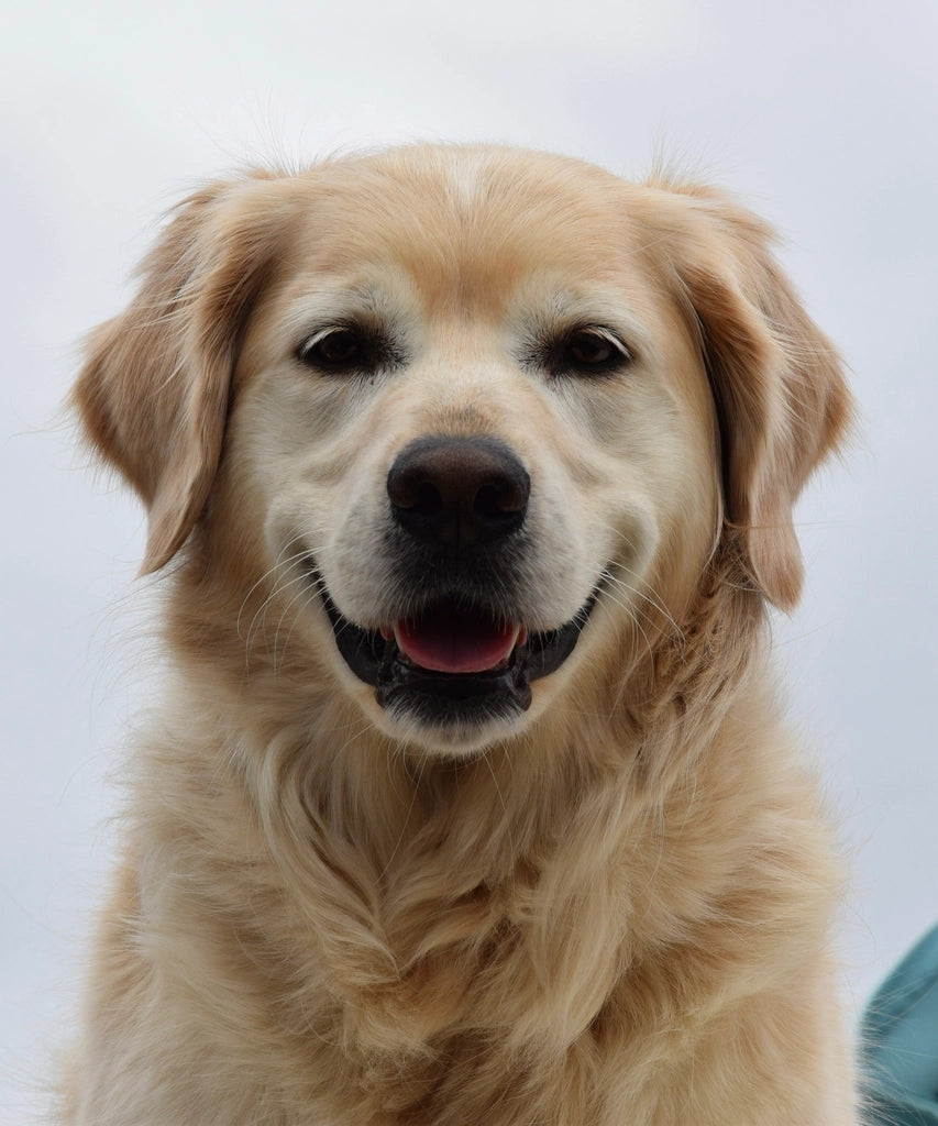 Perro golden feliz - hero Mascoteo